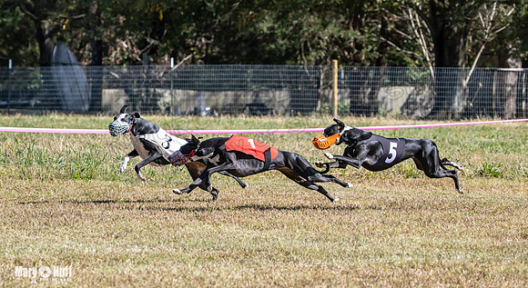 Program 3 Race 1 2 Puppy Race 1 2s-8724