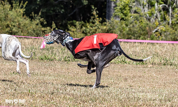 Program 3 Race 3 Zen Raz CaraCara Stripe Mizuno Teak-8769