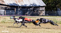 Program 3 Race 1 2 Puppy Race 1 2s-8728