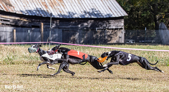 Program 3 Race 1 2 Puppy Race 1 2s-8728