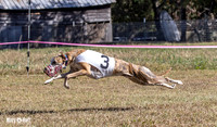 Program 3 Race 1 2 Puppy Race 1 2s-8700