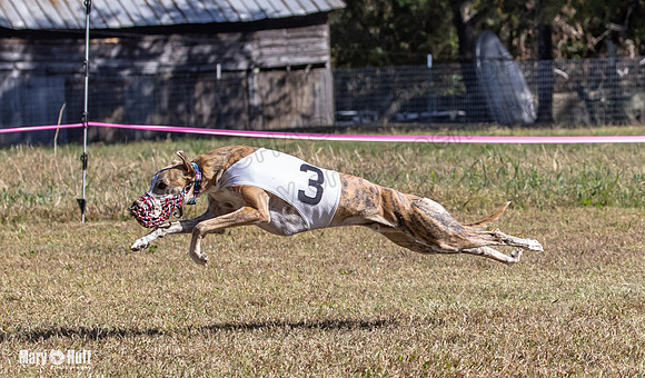 Program 3 Race 1 2 Puppy Race 1 2s-8700