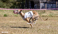 Program 3 Race 1 2 Puppy Race 1 2s-8702