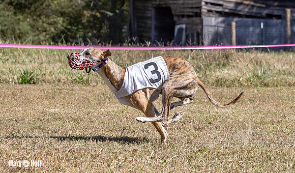 Program 3 Race 1 2 Puppy Race 1 2s-8702