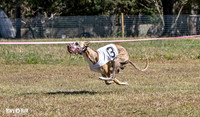 Program 3 Race 1 2 Puppy Race 1 2s-8698