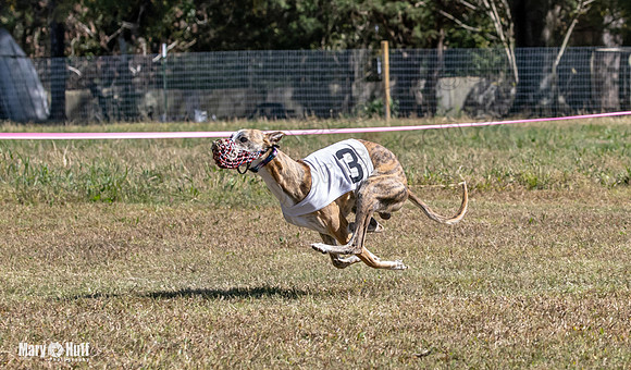 Program 3 Race 1 2 Puppy Race 1 2s-8698