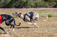 Program 3 Race 1 2 Puppy Race 1 2s-8707