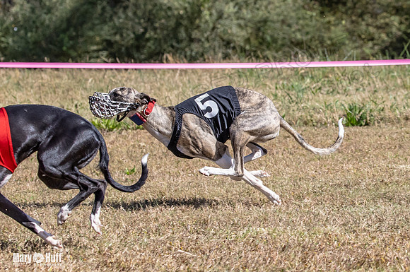 Program 3 Race 1 2 Puppy Race 1 2s-8707