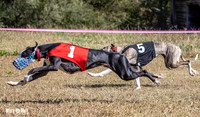 Program 3 Race 1 2 Puppy Race 1 2s-8706