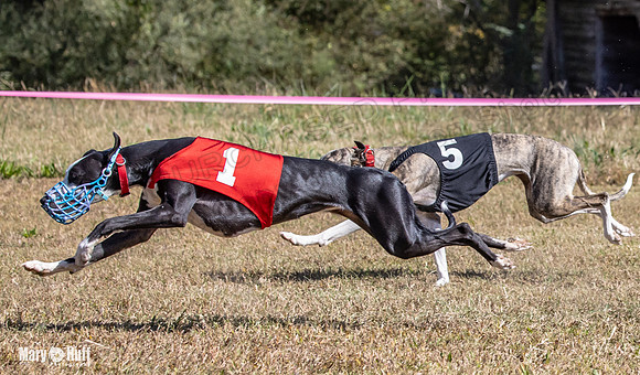 Program 3 Race 1 2 Puppy Race 1 2s-8706