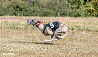 Program 3 Race 1 2 Puppy Race 1 2s-8711