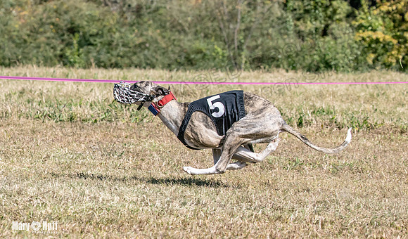 Program 3 Race 1 2 Puppy Race 1 2s-8711