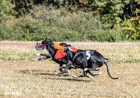Program 3 Race 1 2 Puppy Race 1 2s-8738