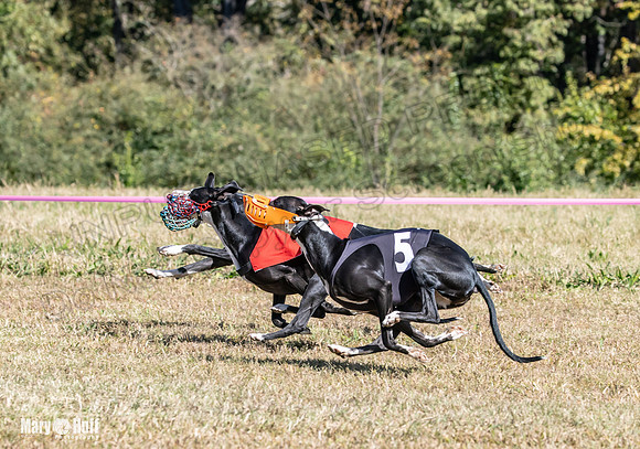 Program 3 Race 1 2 Puppy Race 1 2s-8738
