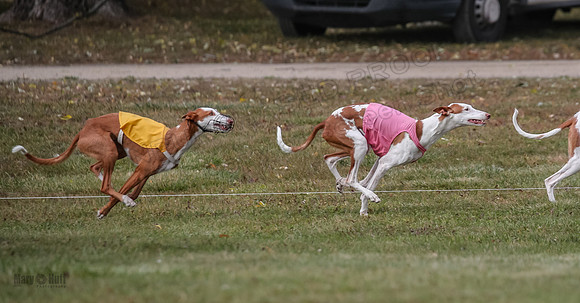 1 Prelims Fch 1 Penny Jadis Willow-5759