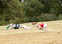 Katie Rudolf Photography. Festiva Whippets