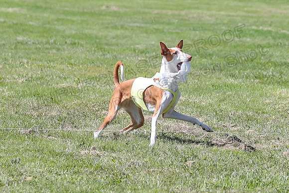 Finals Fch 2 Beastie Ginny-8336