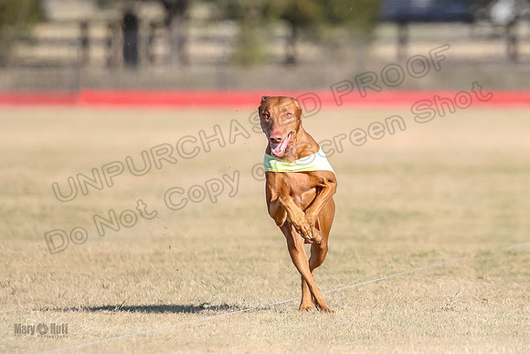 1Prelims Vet 1 Caper Copper-0986