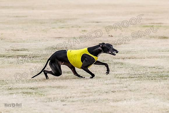 1Prelim Open 2 Shine Maverick Steel-2970