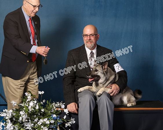 Elkhound 2020-1145