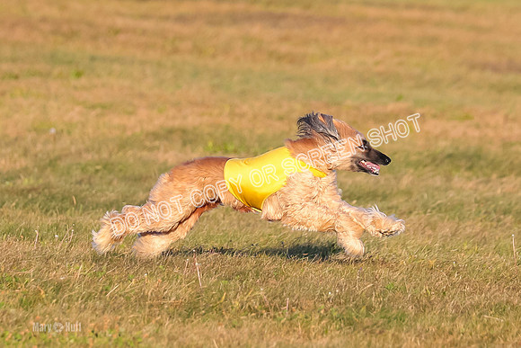 1) Prelim Fch 3, Ghissa Freya-4582