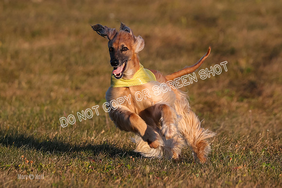 1) Prelim Veteran 1, Tango-4617