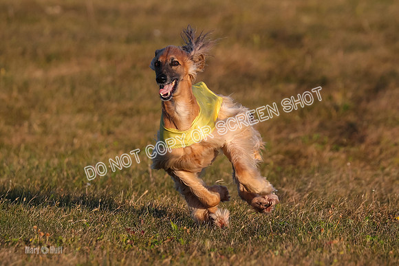 1) Prelim Veteran 1, Tango-4616