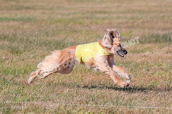 2) Finals Veteran, Tango-6006