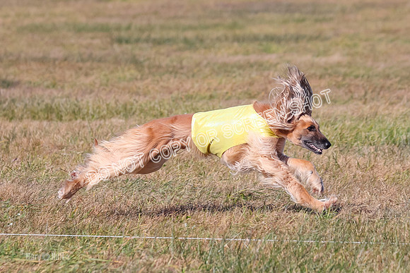 2) Finals Veteran, Tango-6011