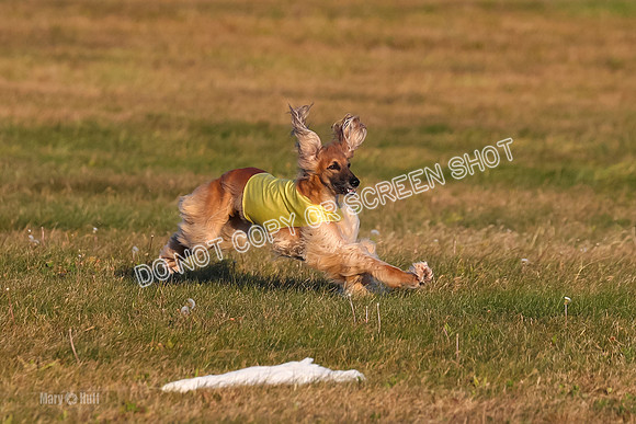 1) Prelim Veteran 1, Tango-4605