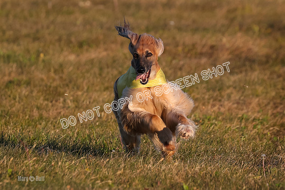 1) Prelim Veteran 1, Tango-4612