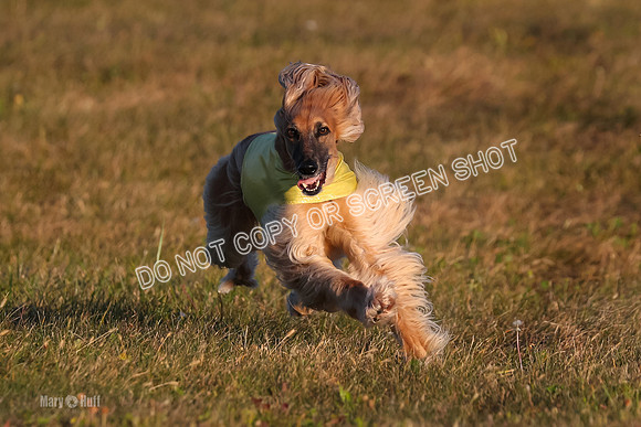1) Prelim Veteran 1, Tango-4613