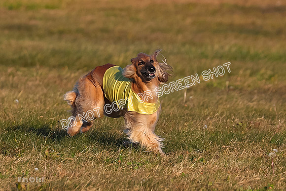 1) Prelim Veteran 1, Tango-4611