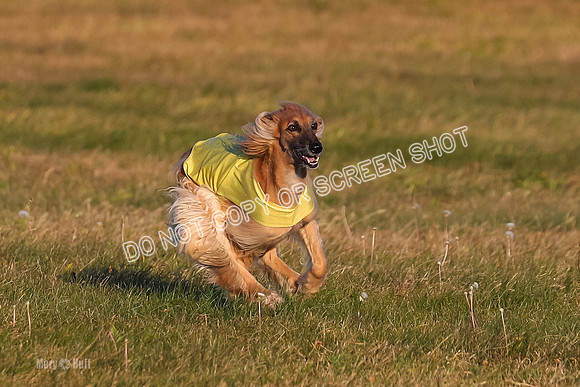1) Prelim Veteran 1, Tango-4607