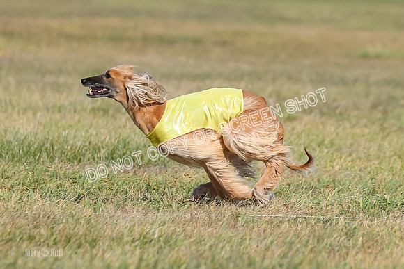 2) Finals Veteran, Tango-5974