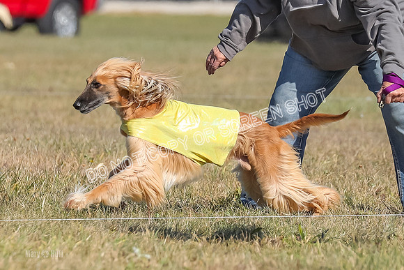 2) Finals Veteran, Tango-5962
