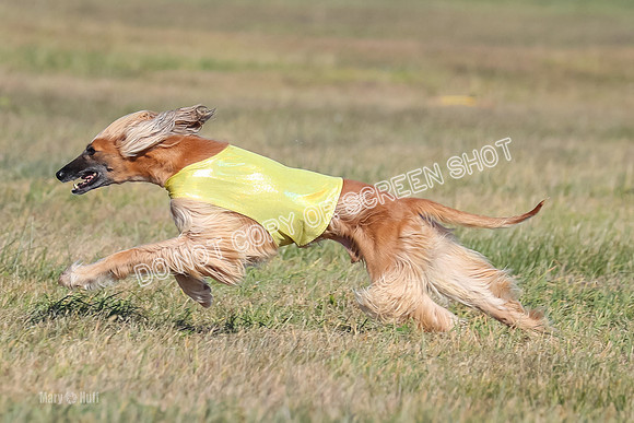 2) Finals Veteran, Tango-5976