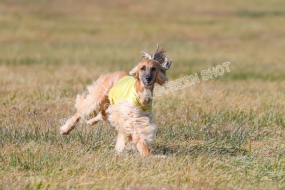 2) Finals Veteran, Tango-5989