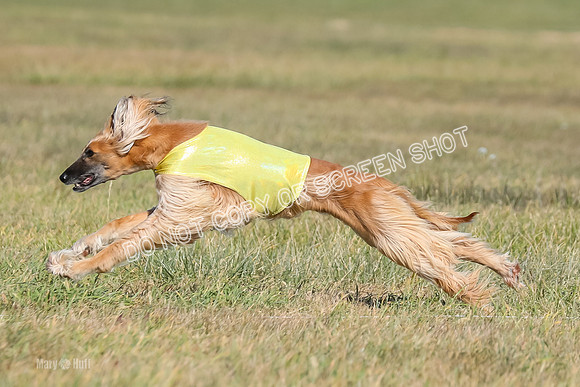 2) Finals Veteran, Tango-5972