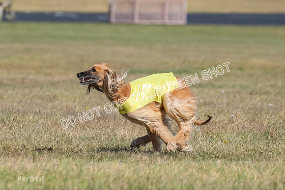 2) Finals Veteran, Tango-5967