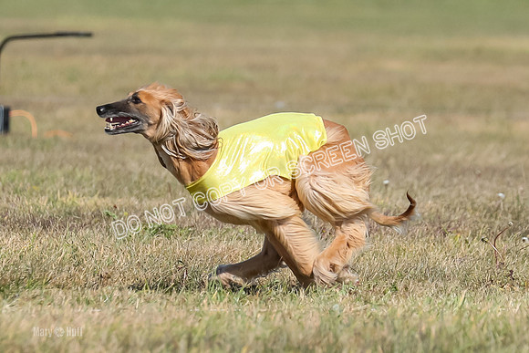 2) Finals Veteran, Tango-5971