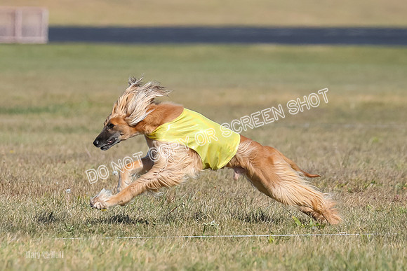 2) Finals Veteran, Tango-5965