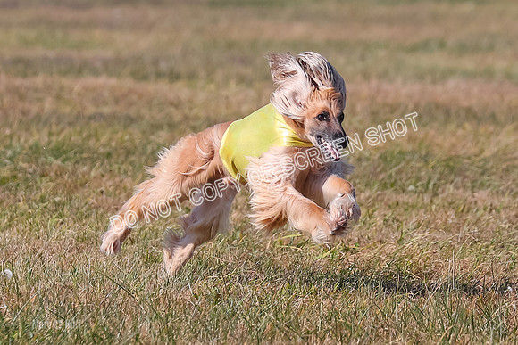 2) Finals Veteran, Tango-5996