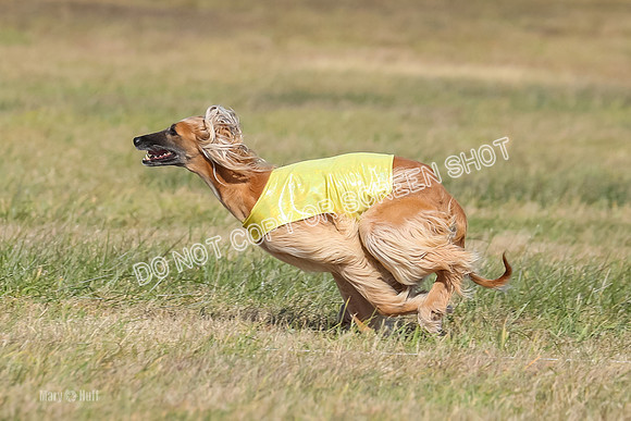 2) Finals Veteran, Tango-5983