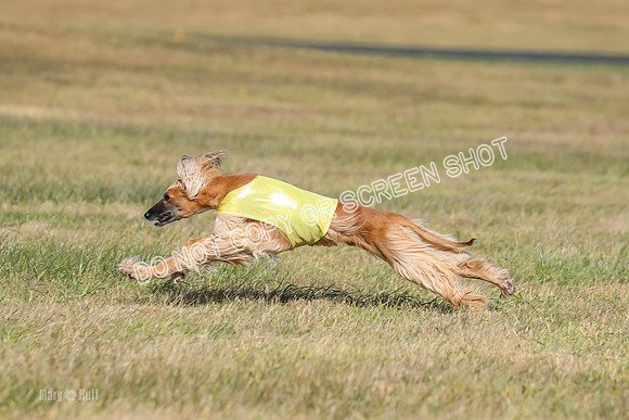 2) Finals Veteran, Tango-5981