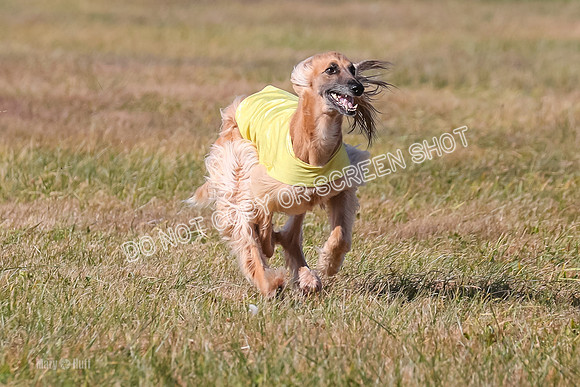 2) Finals Veteran, Tango-5994