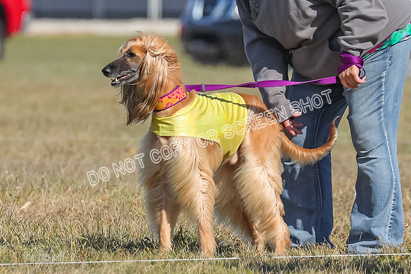 2) Finals Veteran, Tango-5952