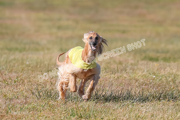 2) Finals Veteran, Tango-5986