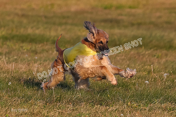 1) Prelim Veteran 1, Tango-4609