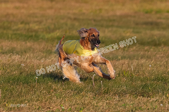 1) Prelim Veteran 1, Tango-4608